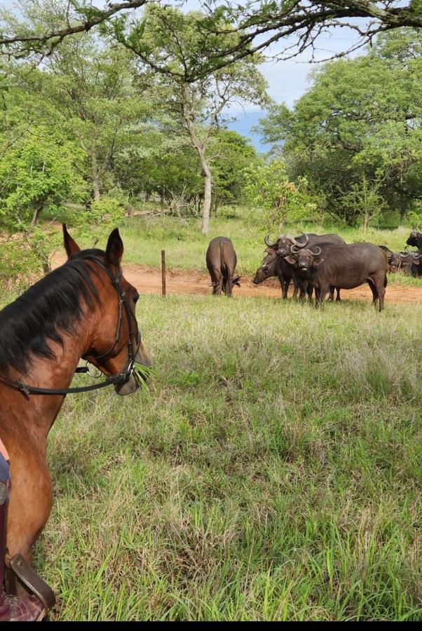 Wild Ride Safaris And Bush Camp Hoedspruit Exterior photo